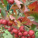 Crataegus laevigata 'Paul's Scarlet' fruit